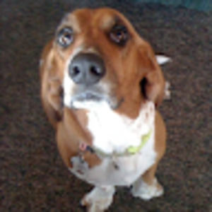 Meet your Posher, Dina